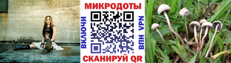 даркнет как зайти блэк спрут онион Псилоцибиновые грибы Magic Shrooms Миасс сколько стоит